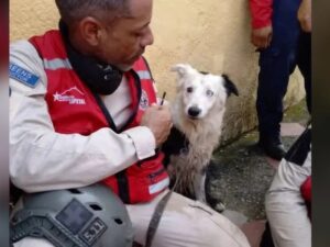 ‘Tsunami’: conheça o cão que saiu das ruas e virou herói ao resgatar vítimas de terremoto na Venezuela