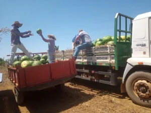 Porto Velho lidera o agronegócio de Rondônia e Agrotec 2026 será a vitrine da força produtiva do município