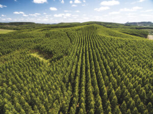Após plantar 66 bilhões de árvores, China transforma paisagem e surpreende cientistas