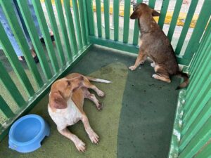 Feira de adoção transforma histórias e encontra novos lares para cães e gatos em Porto Velho