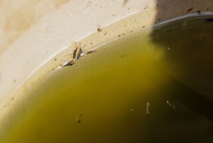 Mosquitos que ajudam a combater a dengue? Tecnologia inédita chega a Porto Velho