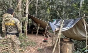 PF destrói acampamento de extração ilegal de madeira em Terra Indígena de RO